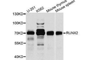 Western blot analysis of extracts of various cell lines, using RUNX2 antibody (ABIN1874675) at 1:1000 dilution. (RUNX2 antibody)