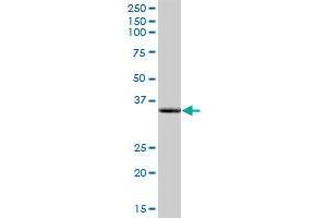 LDHAL6A MaxPab polyclonal antibody. (LDHAL6A antibody  (AA 1-234))