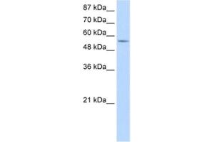 Western Blotting (WB) image for anti-DEAD (Asp-Glu-Ala-Asp) Box Polypeptide 47 (DDX47) antibody (ABIN2462366)