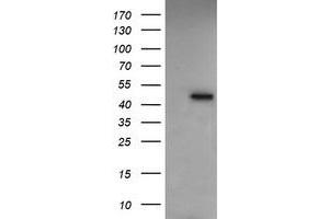 Image no. 4 for anti-Ras Association (RalGDS/AF-6) Domain Family (N-terminal) Member 8 (RASSF8) antibody (ABIN1500620)
