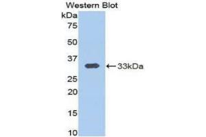 Western Blotting (WB) image for anti-Calpain 1, Large Subunit (CAPNL1) (AA 426-676) antibody (ABIN3205758) (CAPNL1 antibody  (AA 426-676))