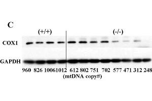 Western Blotting (WB) image for anti-Glyceraldehyde-3-Phosphate Dehydrogenase (GAPDH) antibody (ABIN2857072)