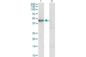 Western Blot analysis of HOMER1 expression in transfected 293T cell line by HOMER1 monoclonal antibody (M13), clone 2F8.