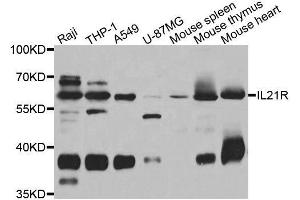 Western blot analysis of extracts of various cell lines, using IL21R antibody. (IL21 Receptor antibody  (AA 20-240))
