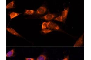 Immunofluorescence analysis of NIH-3T3 cells using TXNDC12 Polyclonal Antibody at dilution of 1:100 (40x lens). (TXNDC12 antibody)