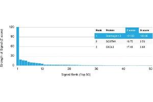 Analysis of Protein Array containing more than 19,000 full-length human proteins using Desmoglein-3 Mouse Monoclonal Antibody (DSG3/2840) Z- and S- Score: The Z-score represents the strength of a signal that a monoclonal antibody (MAb) (in combination with a fluorescently-tagged anti-IgG secondary antibody) produces when binding to a particular protein on the HuProtTM array. (Desmoglein 3 antibody  (AA 379-491))