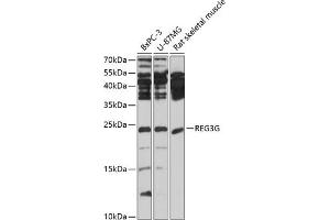 Western blot analysis of extracts of various cell lines, using REG3G antibody (ABIN3023037, ABIN3023038, ABIN3023039 and ABIN6219359) at 1:1000 dilution. (REG3g antibody)