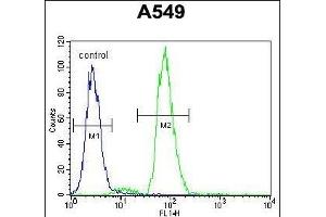 RAD17 Antibody (Center) (ABIN655646 and ABIN2845122) flow cytometric analysis of A549 cells (right histogram) compared to a negative control cell (left histogram). (RAD17 antibody  (AA 218-246))
