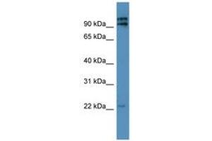 Image no. 1 for anti-Mitochondrial Ribosomal Protein L49 (MRPL49) (AA 40-89) antibody (ABIN6746750) (MRPL49 antibody  (AA 40-89))