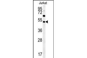 SAMSN1 antibody  (AA 255-283)