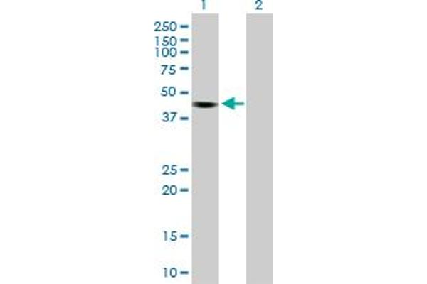 KCTD18 antibody  (AA 1-426)
