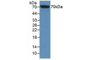 Western blot analysis of recombinant Rat HSPA1L. (HSPA1L antibody  (AA 1-641))