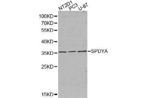 SPDYA 抗体  (AA 1-313)