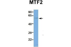 Hum. (MTF2 antibody  (Middle Region))