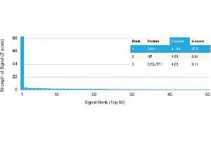 Analysis of Protein Array containing more than 19,000 full-length human proteins using BMI1 Mouse Monoclonal Antibody (BMI1/2823) Z- and S- Score: The Z-score represents the strength of a signal that a monoclonal antibody (MAb) (in combination with a fluorescently-tagged anti-IgG secondary antibody) produces when binding to a particular protein on the HuProtTM array.