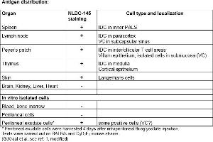 Rat anti CD205 / DEC-205 / LY75 NLDC145 (LY75/DEC-205 antibody  (Biotin))