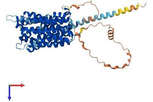 AlphaFold protein structure predicition of Human Recombinant SLC16A10 Protein, UniprotID Q8TF71 (SLC16A10 Protein (AA 1-515) (His tag))