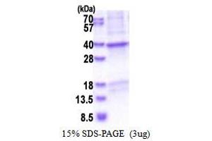 SDS-PAGE (SDS) image for Corticotropin Releasing Hormone Binding Protein (CRHBP) (AA 22-322) protein (His tag) (ABIN5853542) (CRHBP Protein (AA 22-322) (His tag))