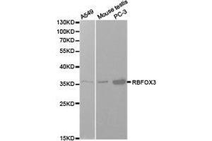 Western Blotting (WB) image for anti-RNA Binding Protein, Fox-1 Homolog 3 (RBFOX3) antibody (ABIN1874561)