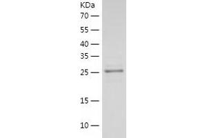 Western Blotting (WB) image for 14-3-3 epsilon (YWHAE) (AA 1-255) protein (His tag) (ABIN7286687) (YWHAE Protein (AA 1-255) (His tag))