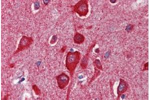 Human Brain, Cortex (formalin-fixed, paraffin-embedded) stained with CYCS antibody ABIN462359 followed by biotinylated anti-mouse IgG secondary antibody ABIN481714, alkaline phosphatase-streptavidin and chromogen. (Cytochrome C antibody)