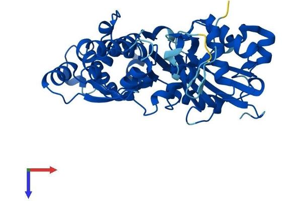 ACTR2 Protein (AA 1-394) (His tag)