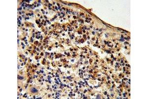 IHC analysis of FFPE mouse spleen tissue stained with Ku70 antibody (XRCC6 antibody  (AA 432-461))