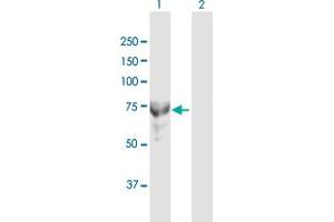 MTMR6 antibody  (AA 1-621)