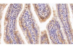 Detection of GAL4 in Rat Small intestine Tissue using Polyclonal Antibody to Galectin 4 (GAL4) (GAL4 antibody  (AA 1-323))