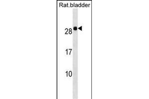 Rat Hoxb7 Antibody (Center) (ABIN1538488 and ABIN2849957) western blot analysis in Rat bladder tissue lysates (35 μg/lane). (HOXB7 antibody  (AA 56-83))