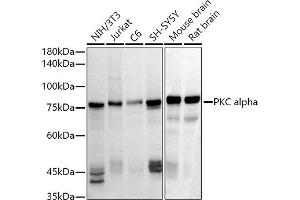 Western blot analysis of extracts of various cell lines, using PKC alpha antibody (ABIN6128461, ABIN6146197, ABIN6146198 and ABIN6217299) at 1:1000 dilution. (PKC alpha antibody  (AA 523-672))