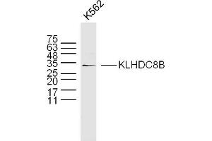 K562 lysates probed with KLHDC8B Polyclonal Antibody, Unconjugated  at 1:300 dilution and 4˚C overnight incubation. (KLHDC8B antibody  (AA 201-300))