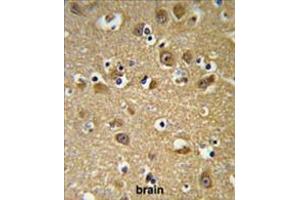 YIPF5 Antibody (N-term) IHC analysis in formalin fixed and paraffin embedded brain tissue followed by peroxidase conjugation of the secondary antibody and DAB staining. (YIPF5 antibody  (N-Term))