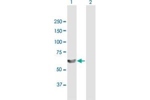 Western Blot analysis of LSM14A expression in transfected 293T cell line by LSM14A MaxPab polyclonal antibody. (LSM14A antibody  (AA 1-463))