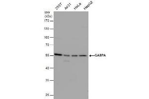 WB Image GABPA antibody detects GABPA protein by western blot analysis. (GABPA antibody  (Internal Region))