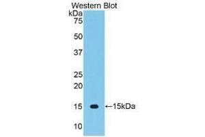 VEGFC antibody  (AA 108-223)