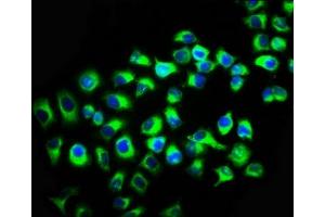 Immunofluorescence staining of A549 cells with ABIN7157499 at 1:133, counter-stained with DAPI. (KIR2DL2 antibody  (AA 22-245))