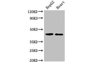 Western Blot Positive WB detected in: HepG2 whole cell lysate, Rat heart tissue All lanes: GULP1 antibody at 2 μg/mL Secondary Goat polyclonal to rabbit IgG at 1/50000 dilution Predicted band size: 35, 20, 23, 34 kDa Observed band size: 45 kDa