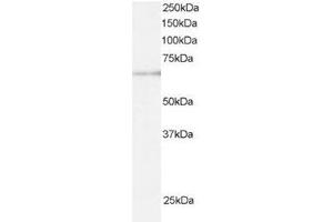 Image no. 1 for anti-Ariadne Homolog, Ubiquitin-Conjugating Enzyme E2 Binding Protein, 1 (ARIH1) (C-Term) antibody (ABIN374297) (ARIH1 antibody  (C-Term))
