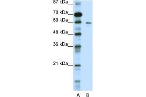 WB Suggested Anti-KCNG1 Antibody Titration:  0. (KCNG1 antibody  (N-Term))