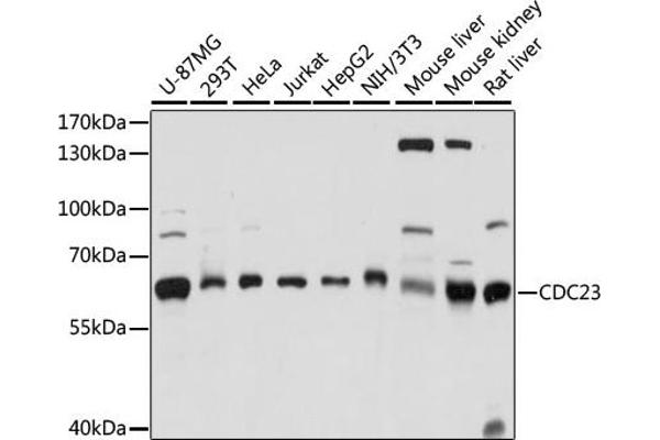 CDC23 antibody  (AA 50-150)