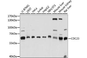 Western blot analysis of extracts of various cell lines, using CDC23 antibody (ABIN7266248) at 1:1000 dilution. (CDC23 antibody  (AA 50-150))