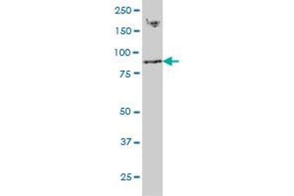 RNF139 antibody  (AA 565-664)