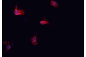 ABIN6276925 staining HepG2? (HSPA1L antibody  (Internal Region))