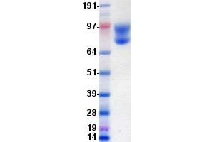 Western Blotting (WB) image for CD34 (CD34) (Transcript Variant 2) protein (Fc Tag) (ABIN2713682)