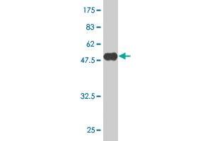 Western Blot detection against Immunogen (48. (AKIRIN2 antibody  (AA 1-203))