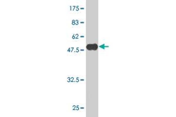 AKIRIN2 antibody  (AA 1-203)