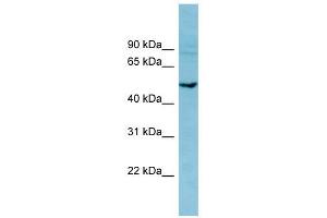 PDE7B antibody used at 1 ug/ml to detect target protein. (PDE7B antibody  (Middle Region))