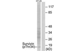 Western blot analysis of extracts from HT29 cells treated with EGF 100ug/ml 30', using Survivin (Phospho-Thr34) Antibody. (Survivin antibody  (pThr34))