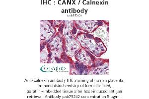 Image no. 1 for anti-Calnexin (CANX) (N-Term) antibody (ABIN1732595) (Calnexin antibody  (N-Term))
